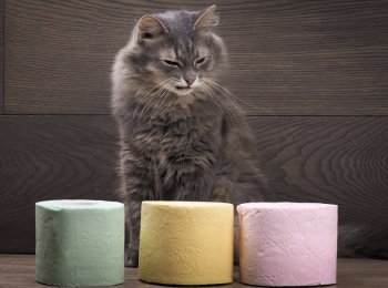 Что делать и как оказать первую помощь при поносе у кота