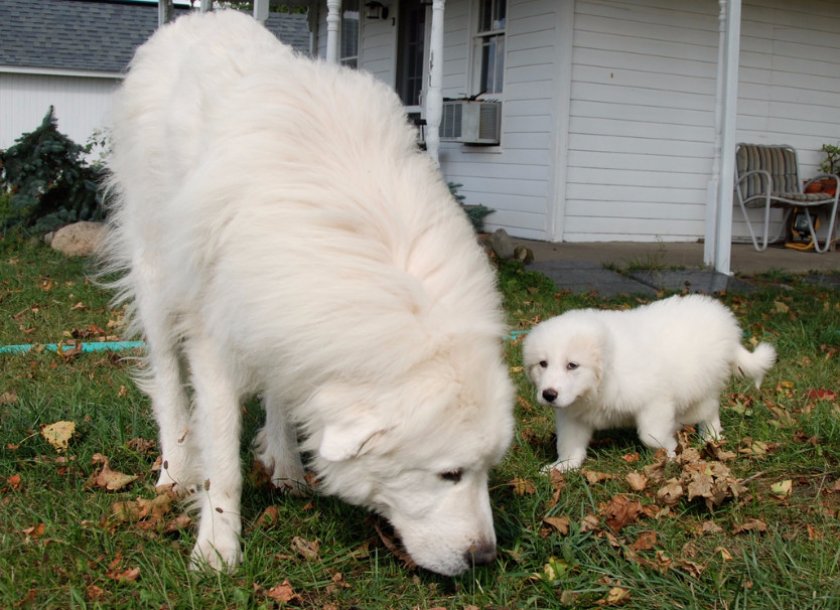 Пиренейская горная собака