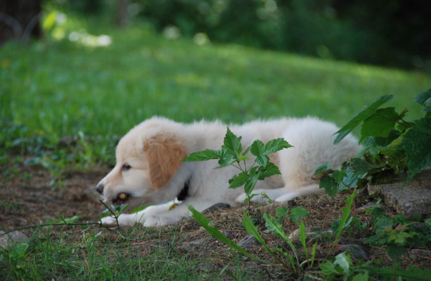 Пиренейская горная собака