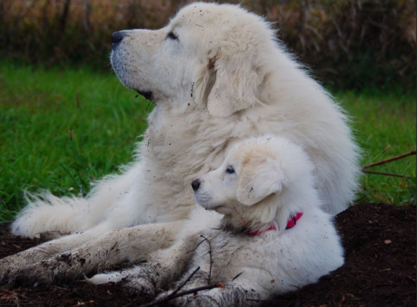 Пиренейская горная собака Пиренейская горная собака