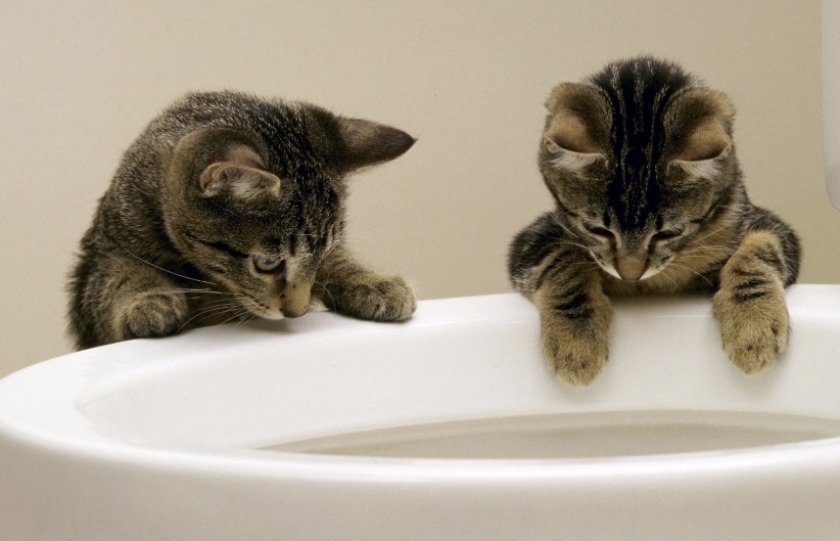 Понос у кошки