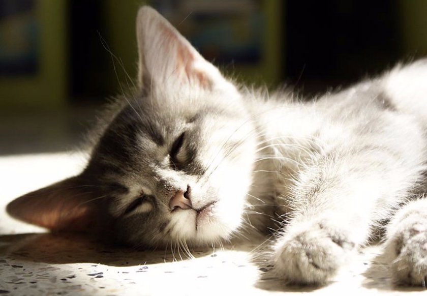 Болезни кошек