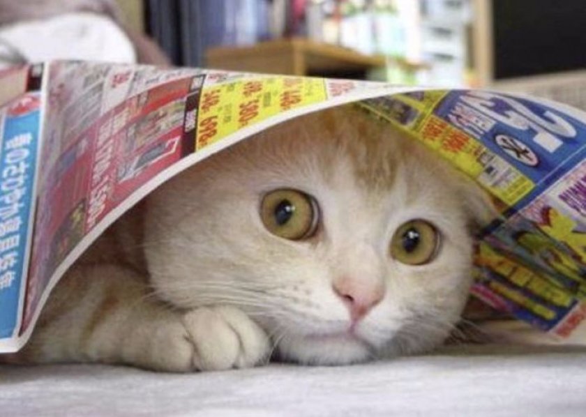 Понос у кошки