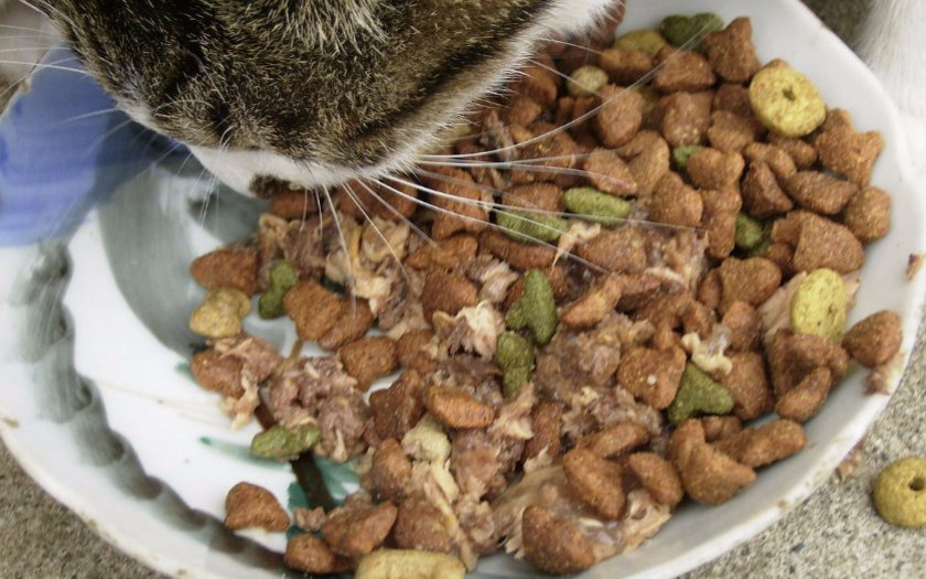 Кошачий корм
