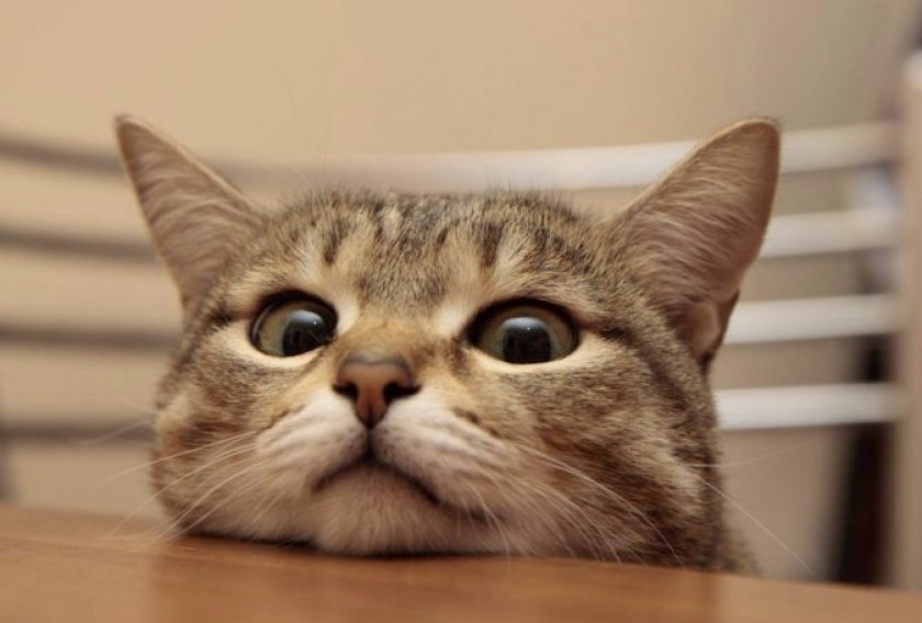 Диета для кошки