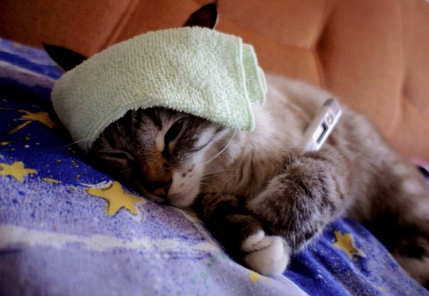 Болезни кошек