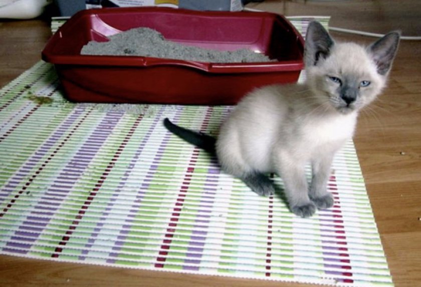 Понос у котенка