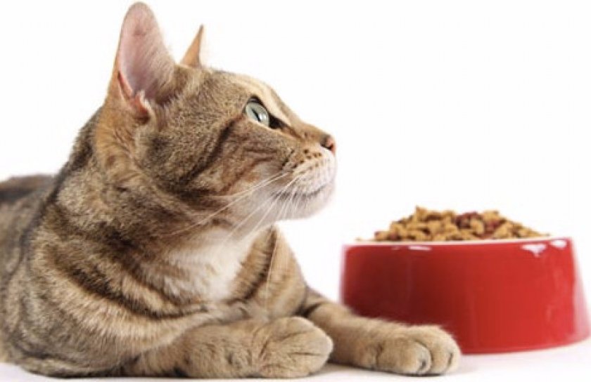 Рацион кошки