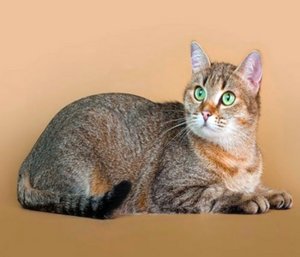 Кельтский короткошерстный кот