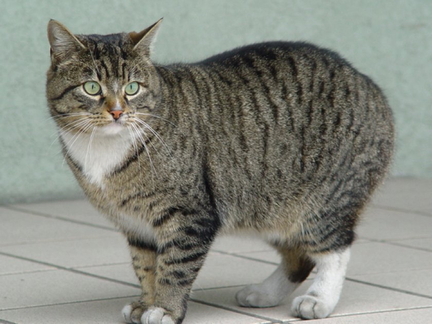 Европейская кошка Европейская кошка