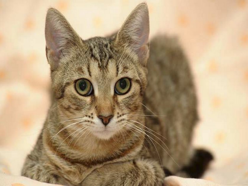 Европейская кошка Европейская кошка