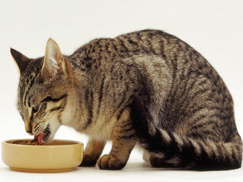 Содержание европейской кошки Содержание европейской кошки