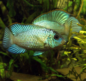 Наннакара неоновая