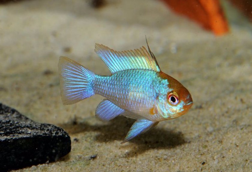 Наннакара неоновая