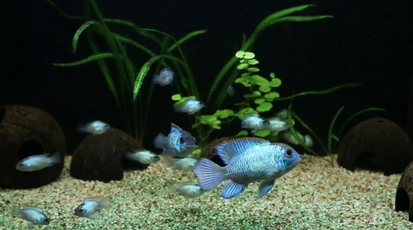 Наннакара неоновая