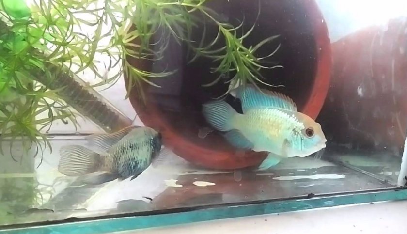 Наннакара неоновая