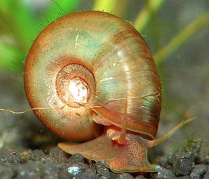 Улитка катушка: особенности содержания санитаров аквариума