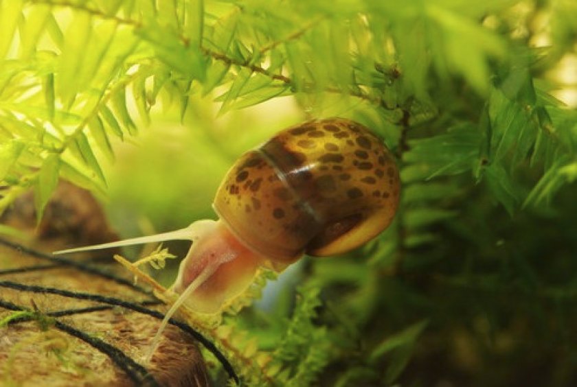 Как выглядит улитка