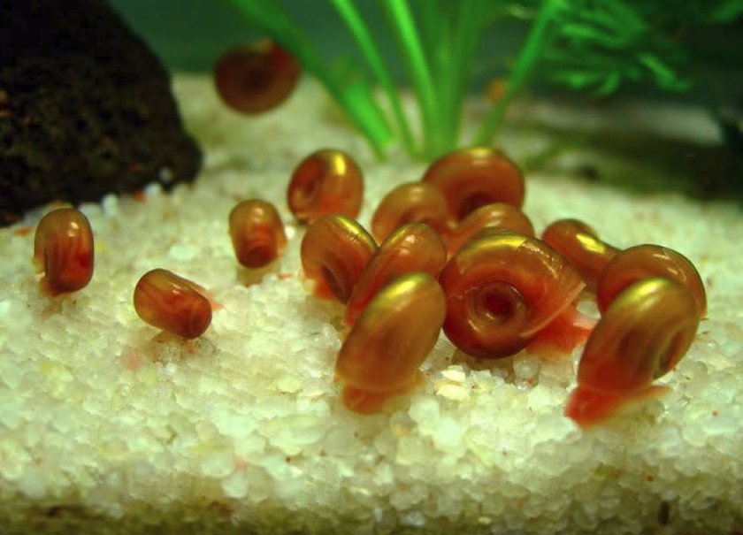 Роговая красная