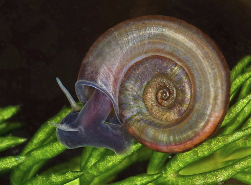 Завернутая