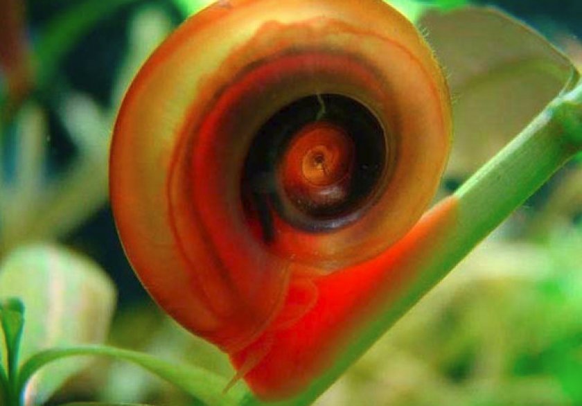 Чем питаются улитки