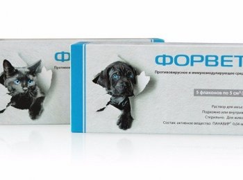 Раствор для инъекций «Форвет»: как колоть кошкам и собакам