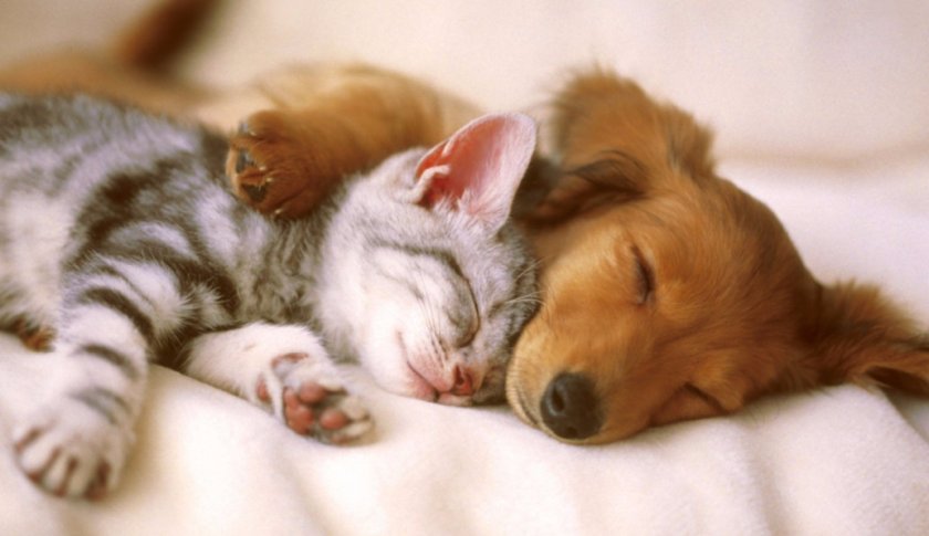 Кошка и собака