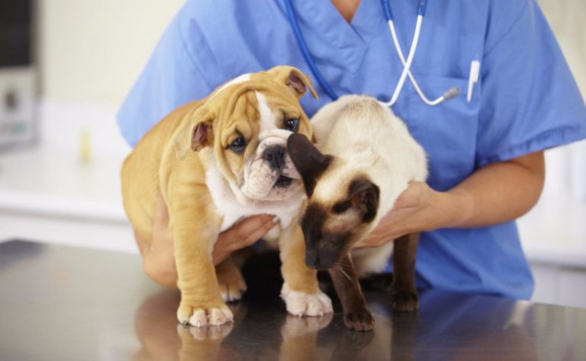 Кошка и собака