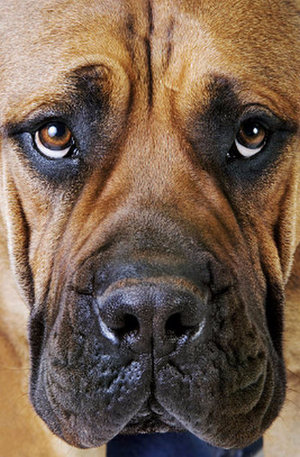 Африканский бурбуль