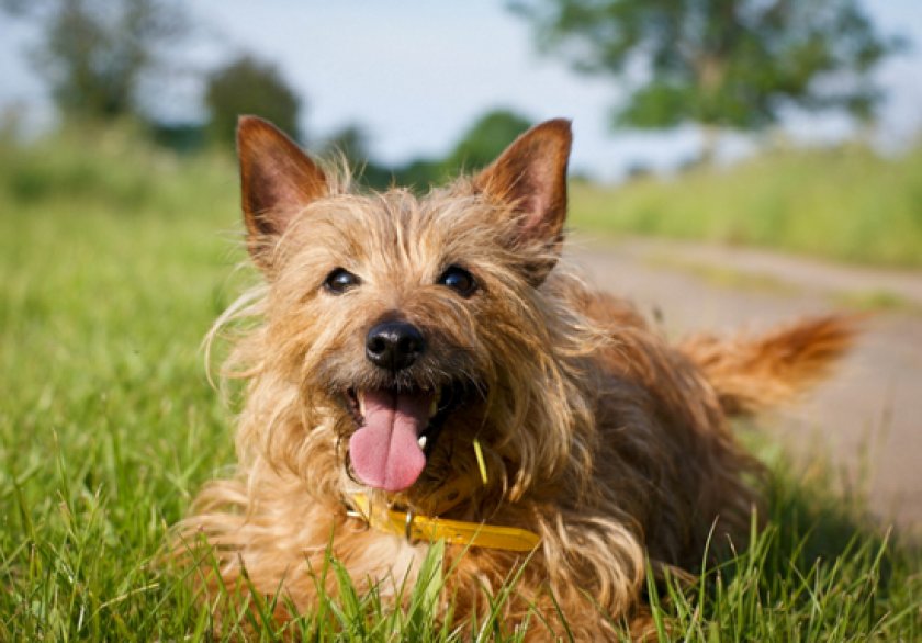 австралийского терьера