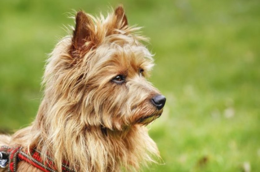 австралийского терьера