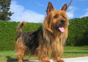 австралийского терьера