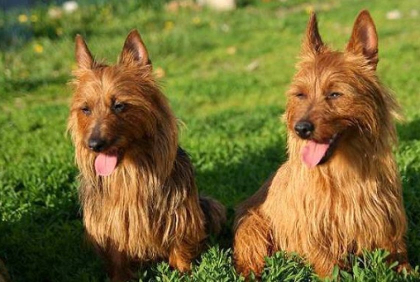 австралийского терьера