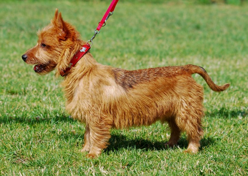 австралийского терьера