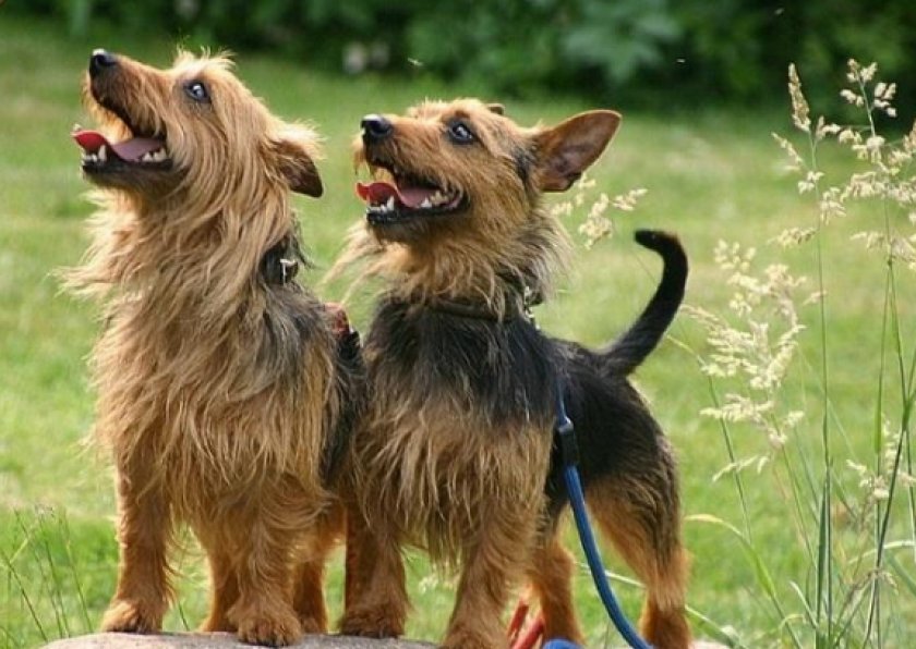 австралийского терьера