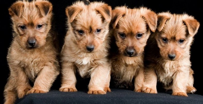 австралийского терьера