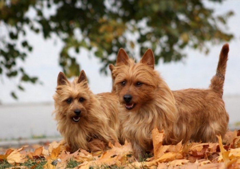 австралийского терьера