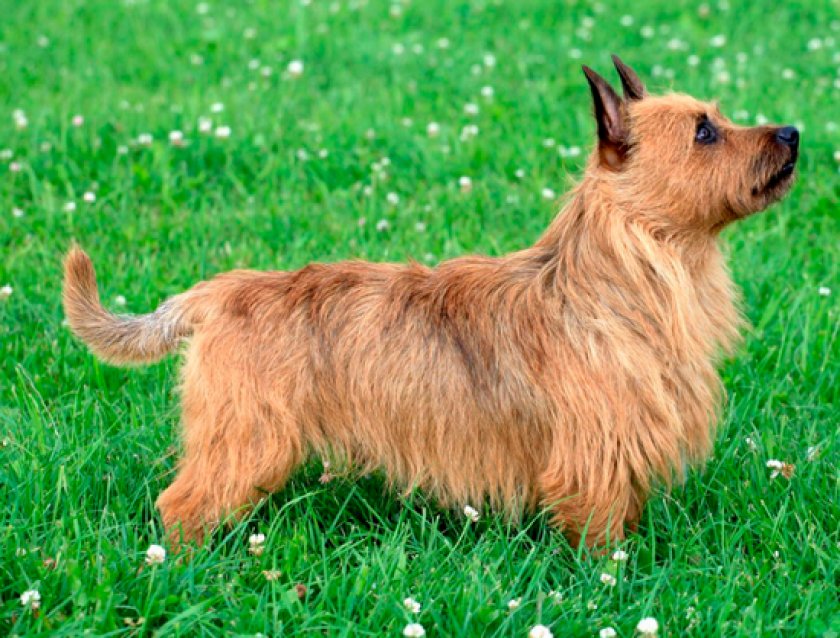 австралийского терьера