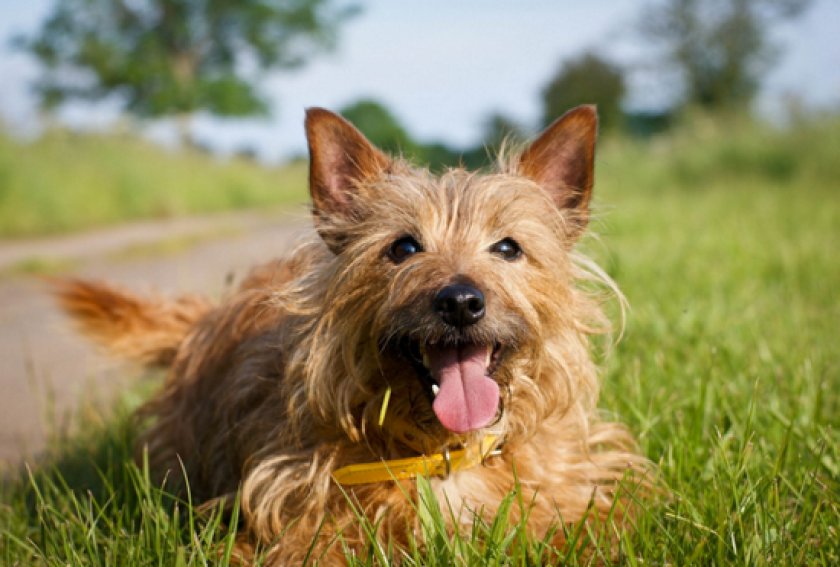 австралийского терьера