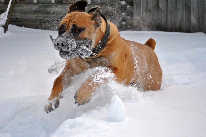 Африканский бурбуль