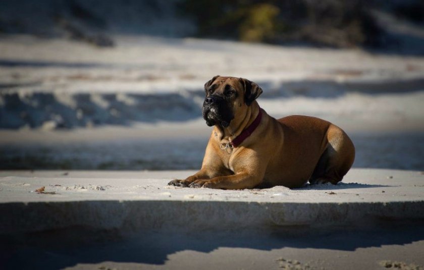 Африканский бурбуль