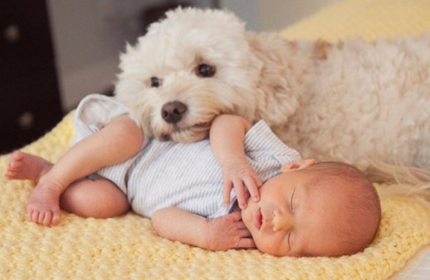 Бишон фризе