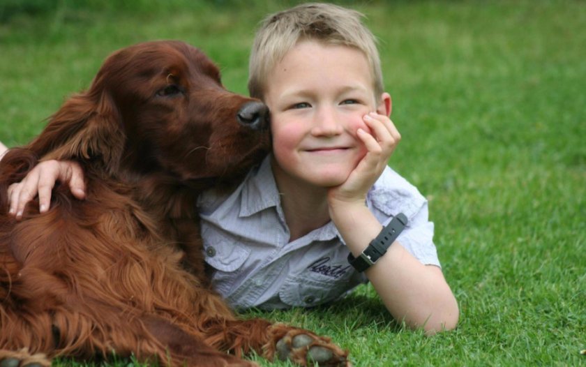 Ирландский сеттер