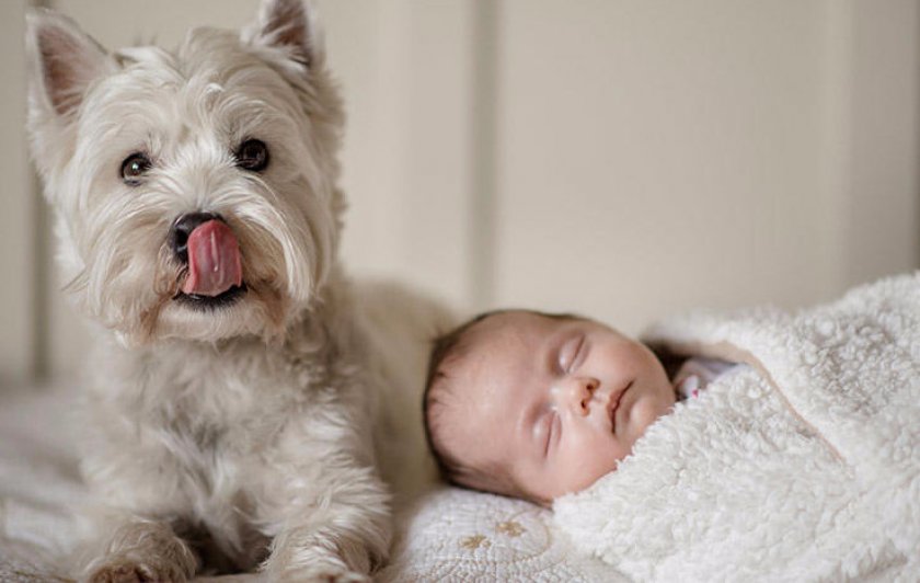 Вест-хайленд-уайт-терьер