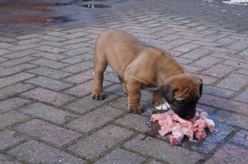 Африканский бурбуль Африканский бурбуль