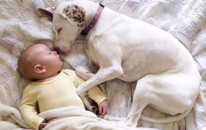 Английский пойнтер