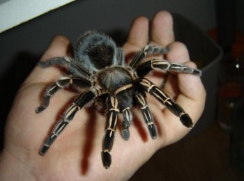 Пауки-питомцы: характеристика и меры предосторожности