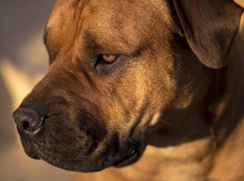 Описание породы собак Африканский бурбуль