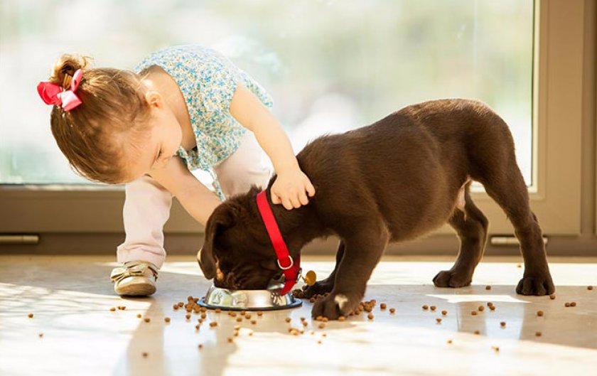 Собака для ребенка