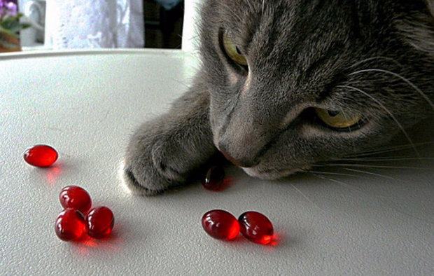Какие лучше витамины для кошек